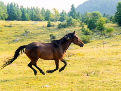 Bosnian Mountain Horse - Bosanski brdski konj Vlašić
