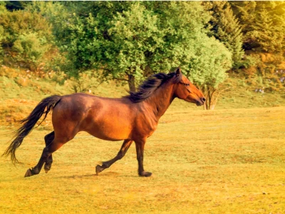 Bosnian Mountain Horse - Bosanski brdski konj Vlašić
