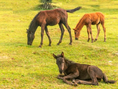Bosnian Mountain Horse - Bosanski brdski konj Vlašić
