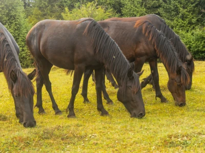 Bosnian Mountain Horse - Bosanski brdski konj Vlašić