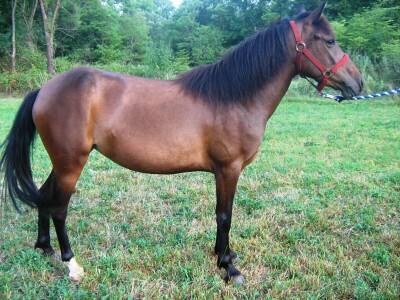 Bosanski brdski konj na imanju Vlade Rašića