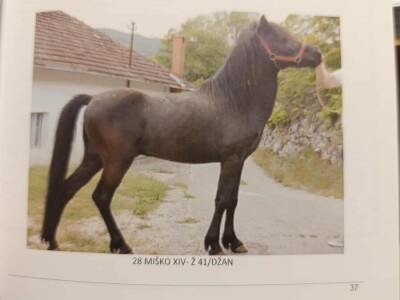 Bosanski brdski konj na imanju Vlade Rašića