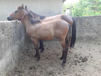 Bosanski brdski konj na imanju Vlade Rašića