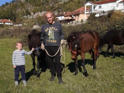 Bosanski brdski konj na imanju Vlade Rašića