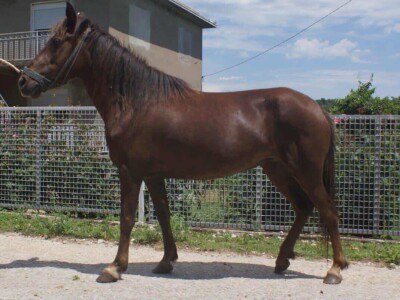 Bosanski brdski konj na imanju Vlade Rašića