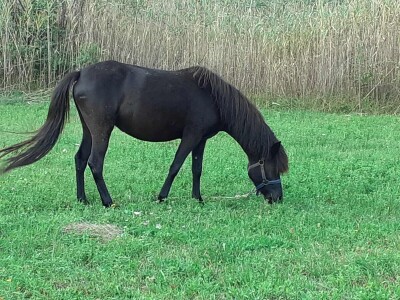 Bosanski brdski konj na imanju Vlade Rašića