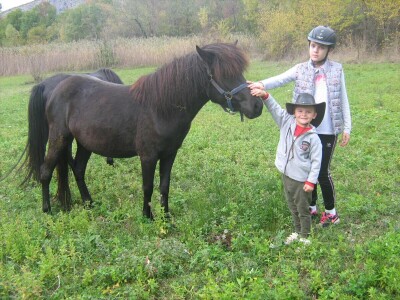 Bosanski brdski konj na imanju Vlade Rašića