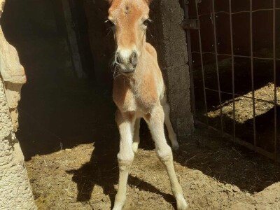 Bosanski brdski konj na imanju Vlade Rašića