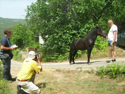 Bosanski brdski konj na imanju Vlade Rašića
