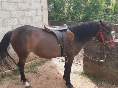 Bosanski brdski konj na imanju Vlade Rašića