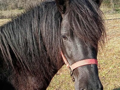 Bosanski brdski konj na imanju Vlade Rašića