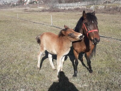 Bosanski brdski konj na imanju Vlade Rašića