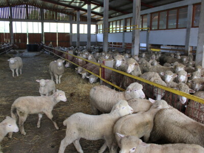 Bosanski inat Dragana Vukovića: Krenuo iz hobija, danas na farmi 1.000 grla stoke