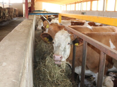 Bosanski inat Dragana Vukovića: Krenuo iz hobija, danas na farmi 1.000 grla stoke