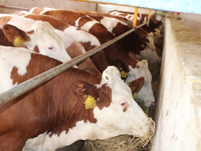 Bosanski inat Dragana Vukovića: Krenuo iz hobija, danas na farmi 1.000 grla stoke