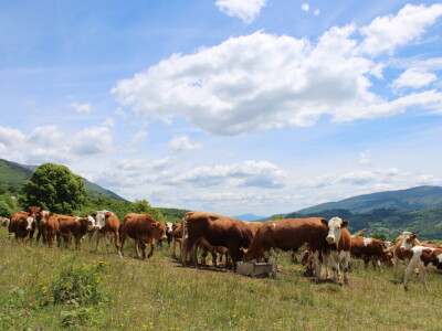 Bosanski inat Dragana Vukovića: Krenuo iz hobija, danas na farmi 1.000 grla stoke