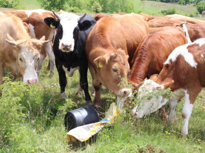 Bosanski inat Dragana Vukovića: Krenuo iz hobija, danas na farmi 1.000 grla stoke