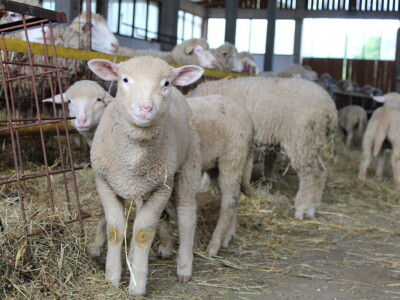 Bosanski inat Dragana Vukovića: Krenuo iz hobija, danas na farmi 1.000 grla stoke