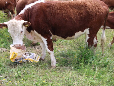 Bosanski inat Dragana Vukovića: Krenuo iz hobija, danas na farmi 1.000 grla stoke