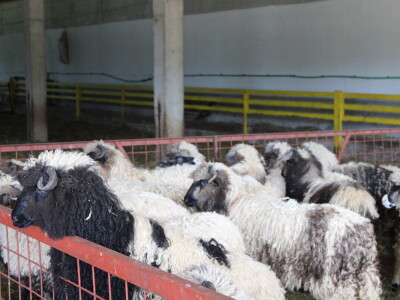 Bosanski inat Dragana Vukovića: Krenuo iz hobija, danas na farmi 1.000 grla stoke