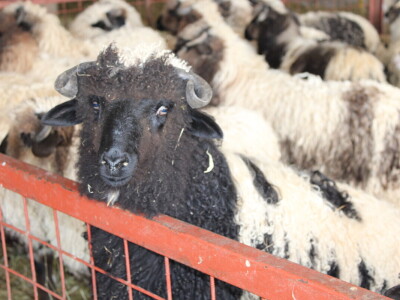 Bosanski inat Dragana Vukovića: Krenuo iz hobija, danas na farmi 1.000 grla stoke