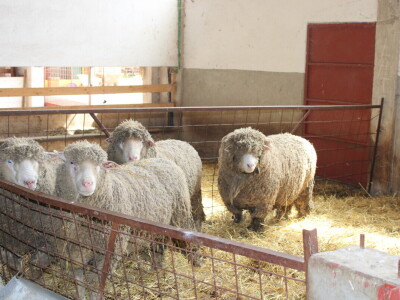 Bosanski inat Dragana Vukovića: Krenuo iz hobija, danas na farmi 1.000 grla stoke