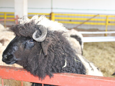 Bosanski inat Dragana Vukovića: Krenuo iz hobija, danas na farmi 1.000 grla stoke