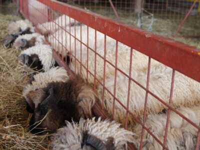 Bosanski inat Dragana Vukovića: Krenuo iz hobija, danas na farmi 1.000 grla stoke