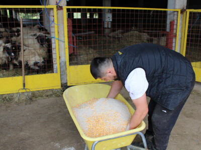 Bosanski inat Dragana Vukovića: Krenuo iz hobija, danas na farmi 1.000 grla stoke