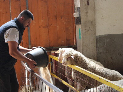 Bosanski inat Dragana Vukovića: Krenuo iz hobija, danas na farmi 1.000 grla stoke