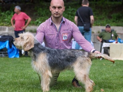 Bosanski oštrodlaki gonič barak Bosanski oštrodlaki gonič barak