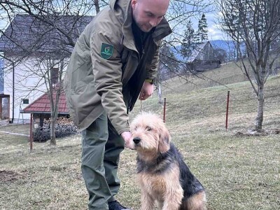 Bosanski oštrodlaki gonič barak Bosanski oštrodlaki gonič barak