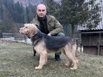 Bosanski oštrodlaki gonič barak Bosanski oštrodlaki gonič barak