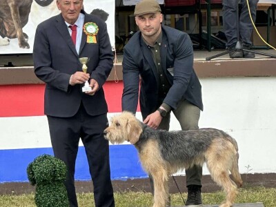 Bosanski oštrodlaki gonič barak Bosanski oštrodlaki gonič barak
