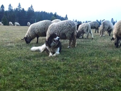 Bosanskohercegovačka autohtona pasmina pasa tornjak