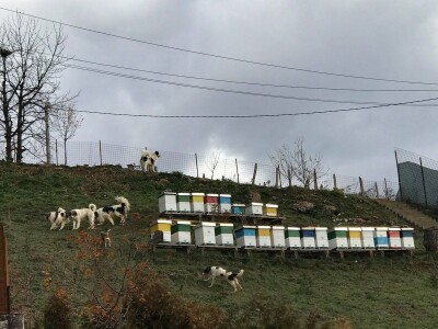 Bosanskohercegovačka autohtona pasmina pasa tornjak