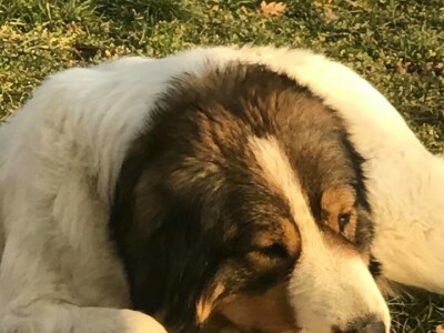 Bosanskohercegovačka autohtona pasmina pasa tornjak