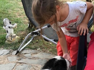 Bosanskohercegovačka autohtona pasmina pasa tornjak