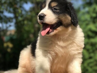 Bosanskohercegovačka autohtona pasmina pasa tornjak