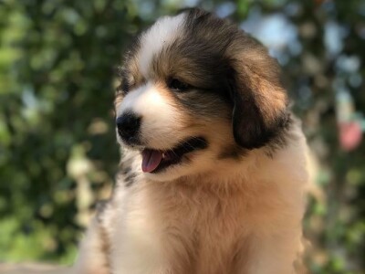 Bosanskohercegovačka autohtona pasmina pasa tornjak