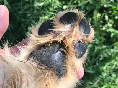 Bosanskohercegovačka autohtona pasmina pasa tornjak