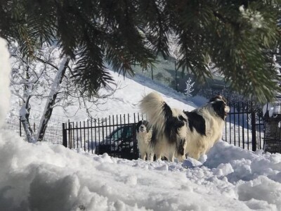 Bosanskohercegovačka autohtona pasmina pasa tornjak