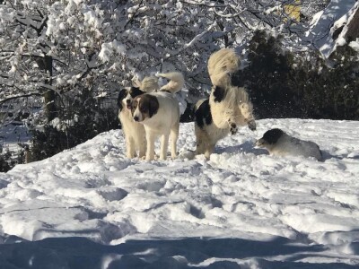 Bosanskohercegovačka autohtona pasmina pasa tornjak