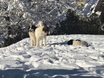 Bosanskohercegovačka autohtona pasmina pasa tornjak