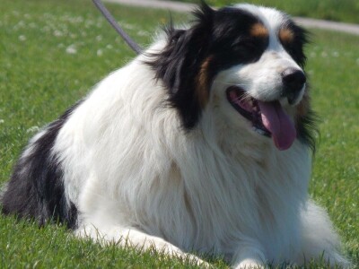 Bosanskohercegovačka autohtona pasmina pasa tornjak