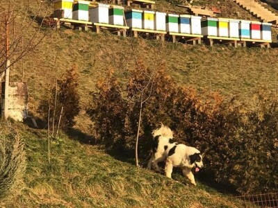 Bosanskohercegovačka autohtona pasmina pasa tornjak