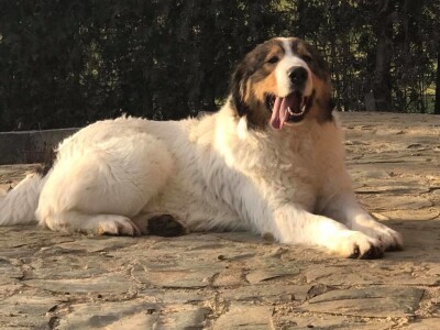 Bosanskohercegovačka autohtona pasmina pasa tornjak