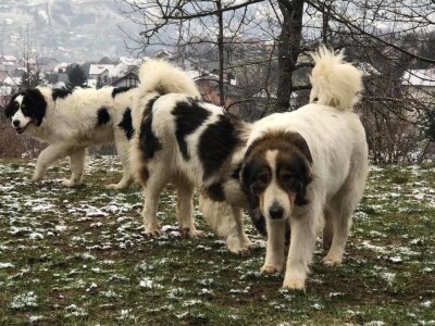 Bosanskohercegovačka autohtona pasmina pasa tornjak