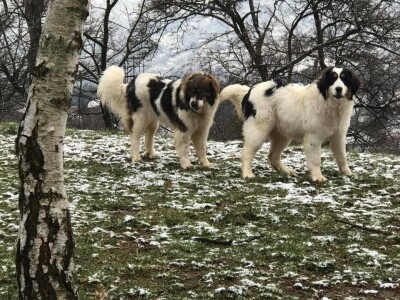 Bosanskohercegovačka autohtona pasmina pasa tornjak