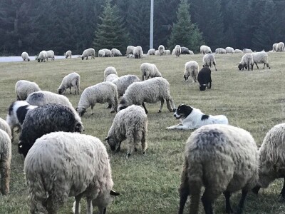Bosanskohercegovačka autohtona pasmina pasa tornjak